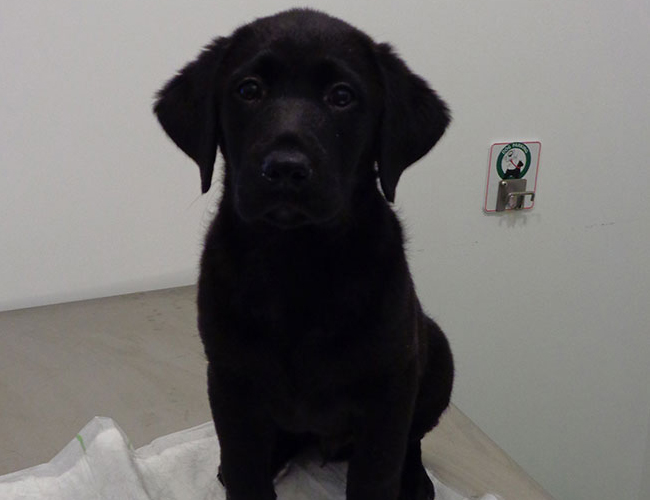 Exames Complementares